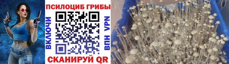 Купить  Малоархангельск  Галлюциногенные грибы GOLDEN TEACHER 